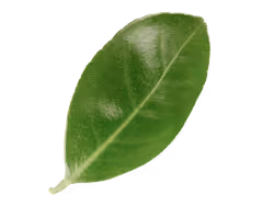 Green tea leaf floating on transparent background, used as a design accent for Perico Limojito energy drink on homepage and product page. 