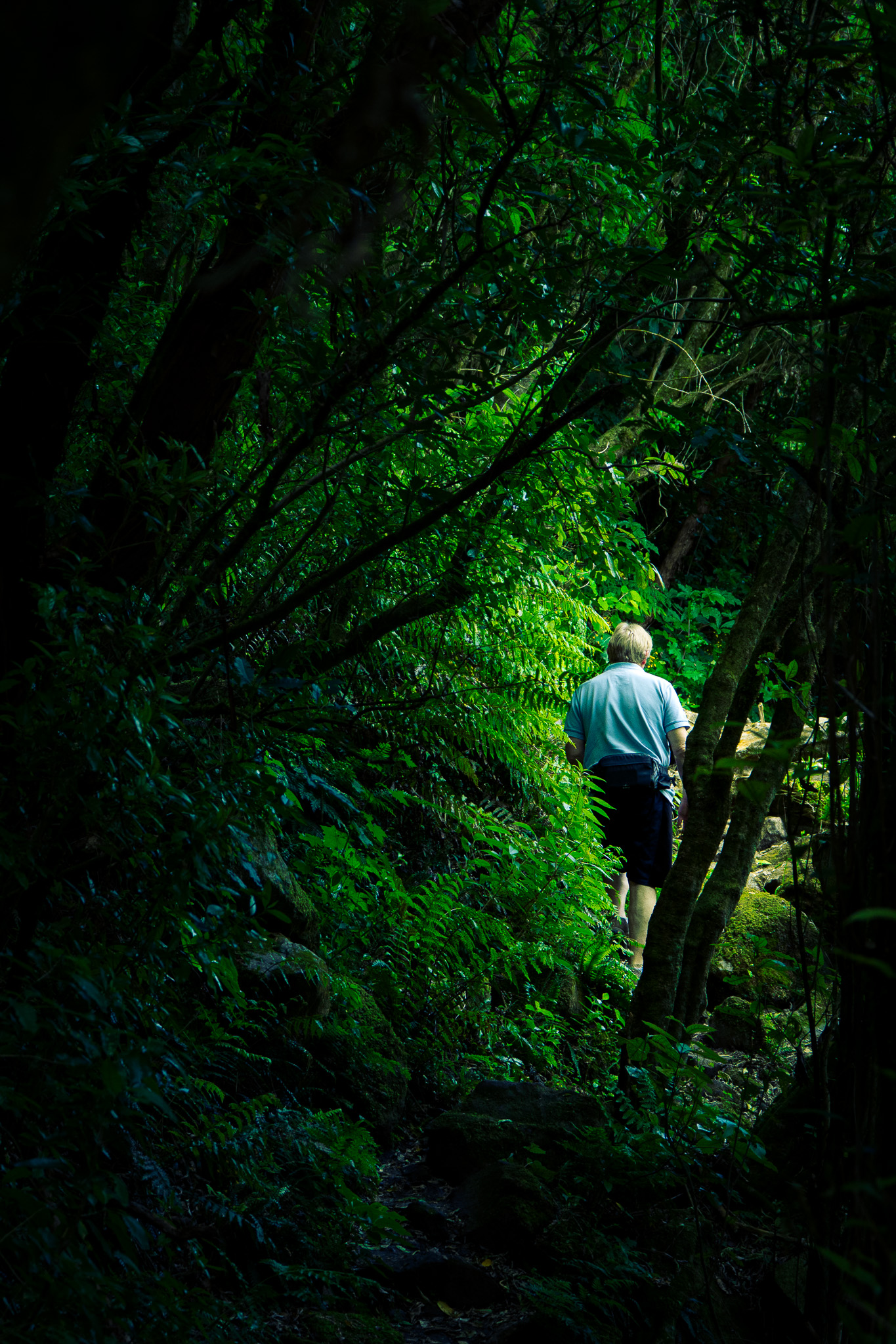 A hike through thick green New Zealand Taupo forest