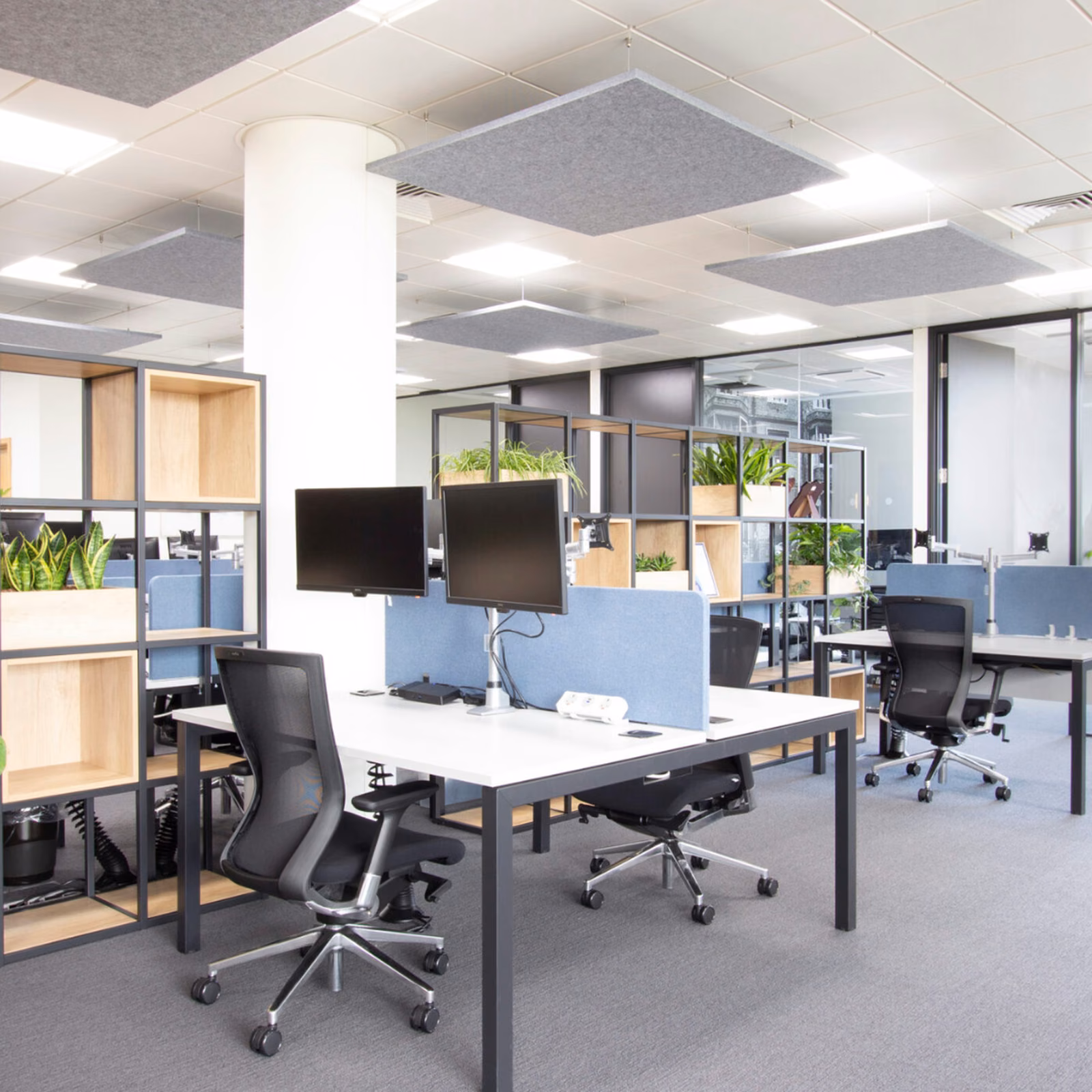 Open-plan office with acoustic ceiling panels, workstations and plants to reduce noise and echo