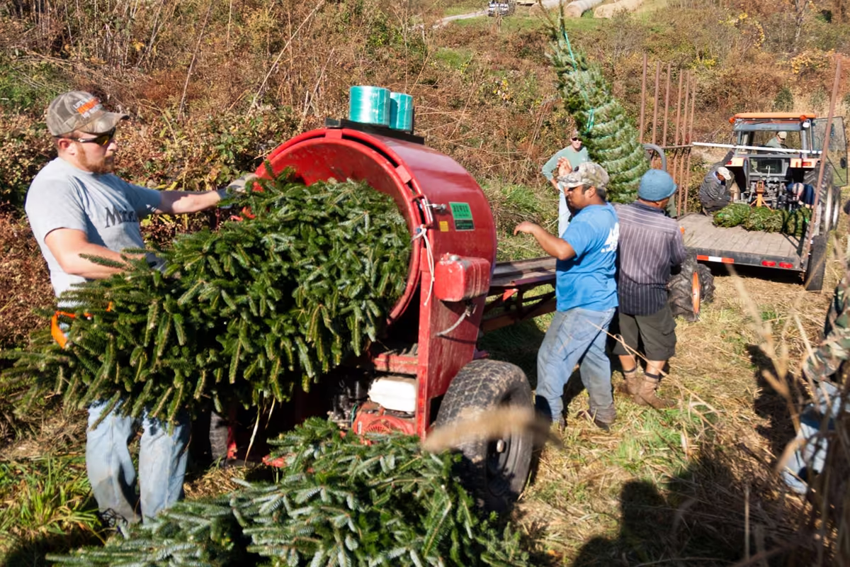 Workers process freshly cut Christmas trees using farm machinery while others load trees onto a trailer.