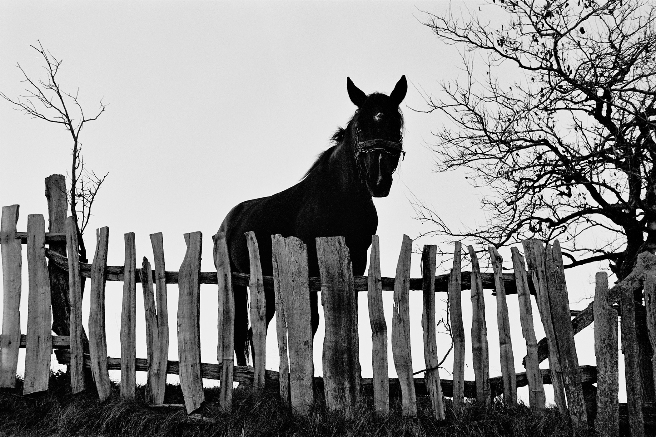 Kůň koukající zpoza plotu na fotografa