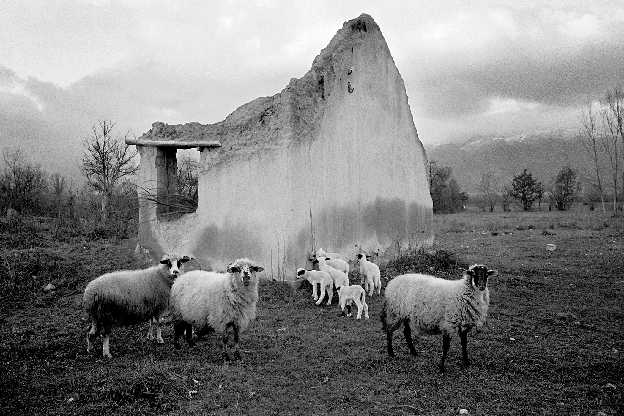 Stádo ovcí stojící před troskou rodinného domu v Kosovu sleduje fotografův aparát.