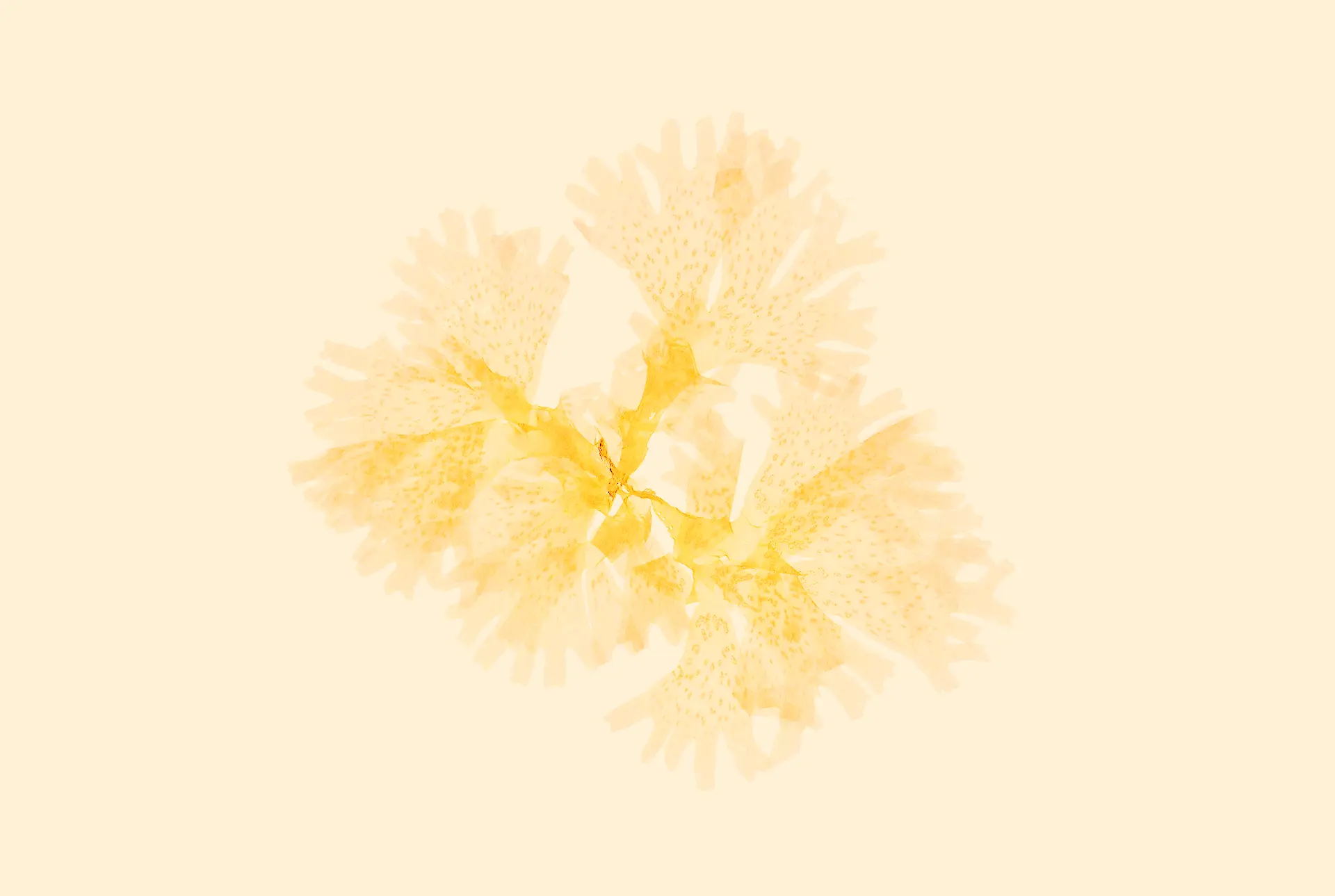 faded image of yellow seaweed art