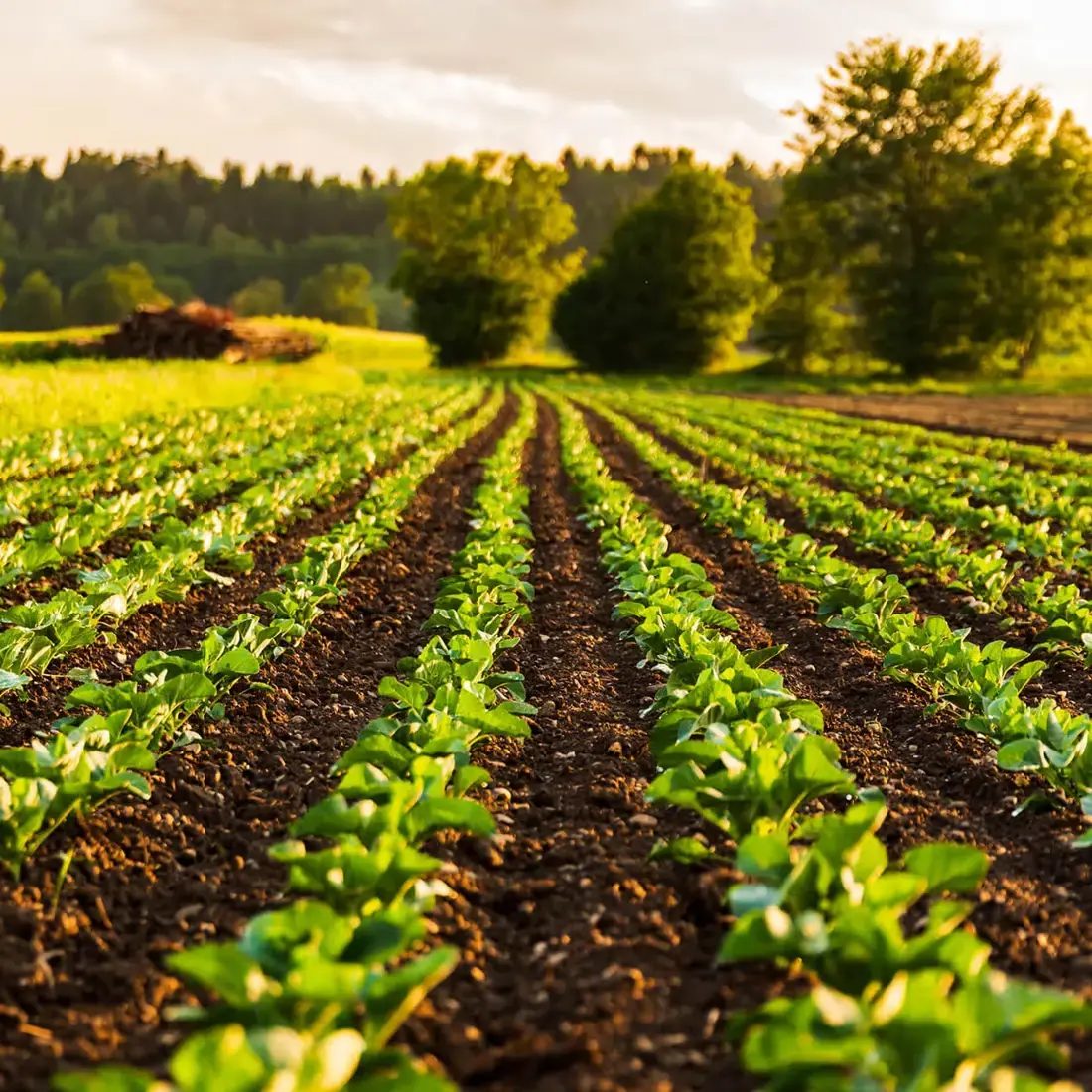 Rows of young crops in golden evening light