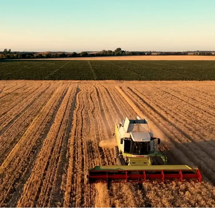 Combine harvesting a field at sunset