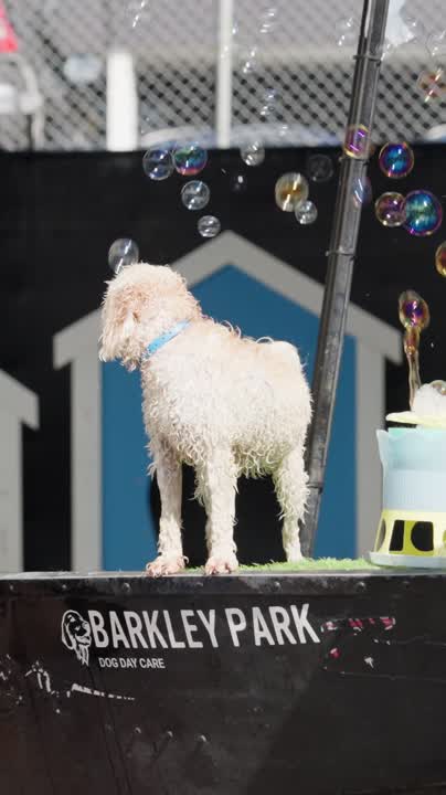 Doggy Daycare Brisbane Northside Fun Care