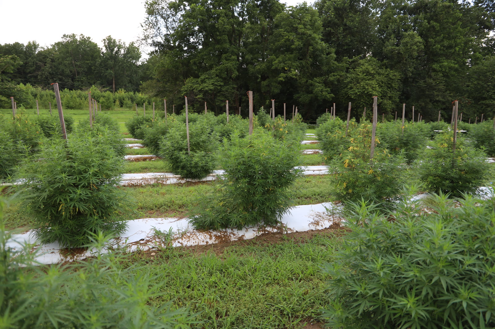 Rows of hemp plants growing on a farm