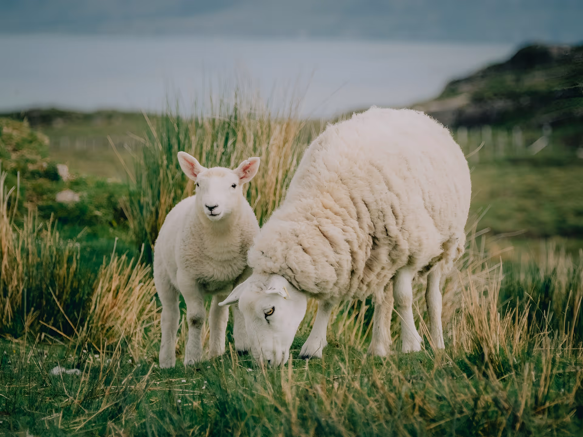 A baby lamb and an adult ewe grazing in a grassy field in the highlands, with the mother sheep eating and the lamb looking directly at the camera.
