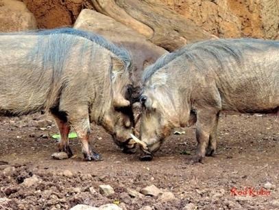 Two warthogs Lenny and Pua at Honolulu Zoo - Photo credit Rod Kuba