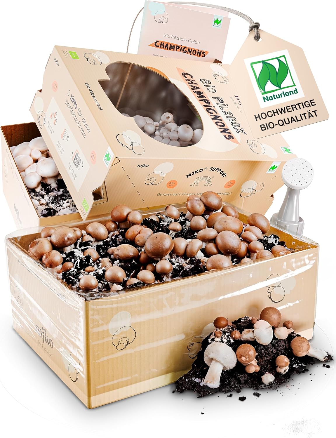 Frische Champignons