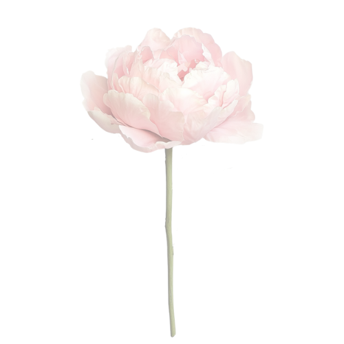 Peony flower