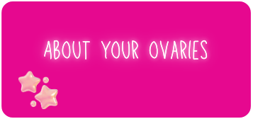 About Your Ovaries