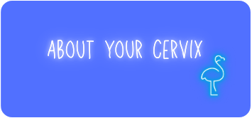 Cervix