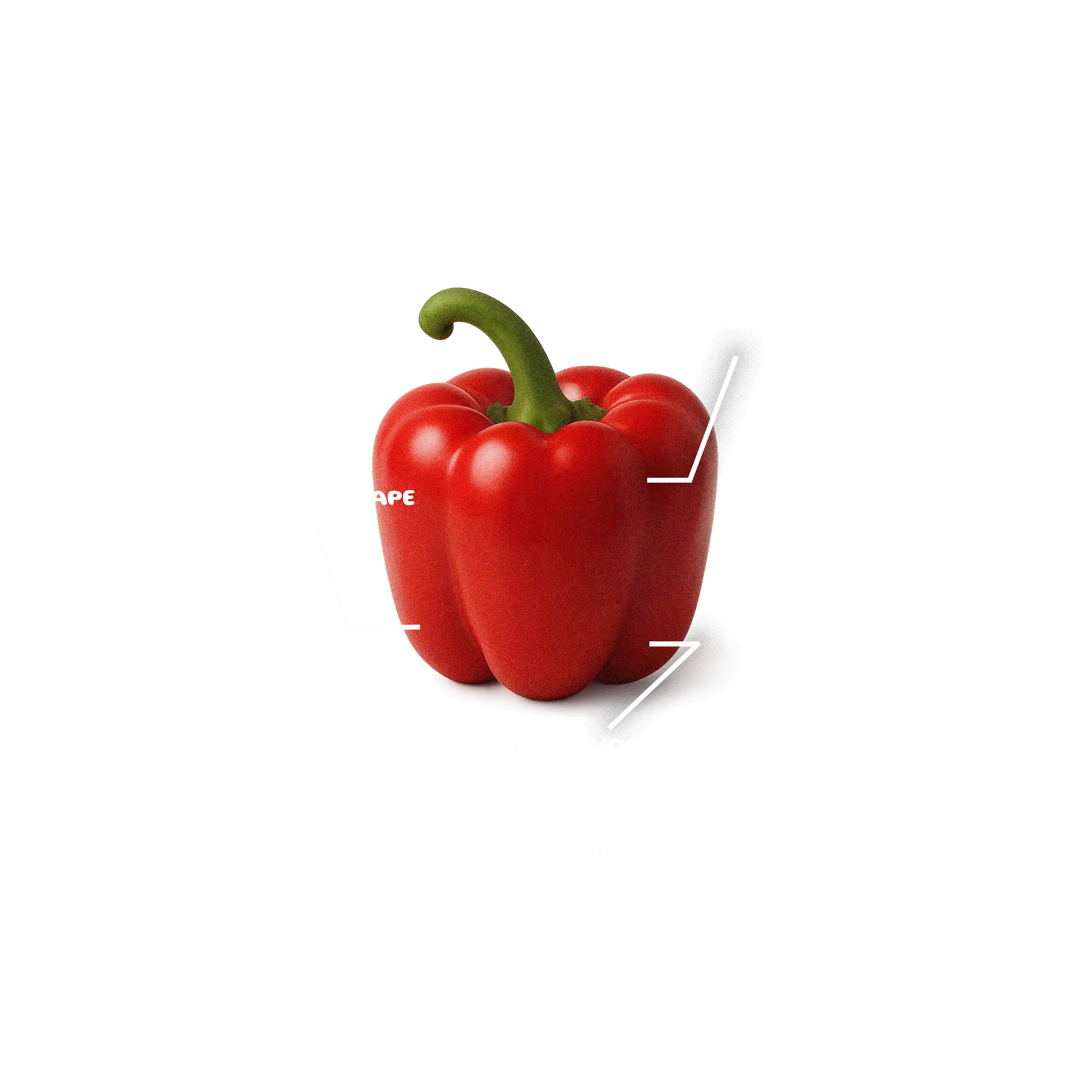 Infographic of a red Australian capsicum with eight callouts: low in calories; sweet, vibrant flavour; blocky shape that’s easy to cut and stuff; grown from seed; deep red from full ripeness (more nutrients); crispy crunch; packed with vitamin C; loaded with antioxidants such as beta-carotene.