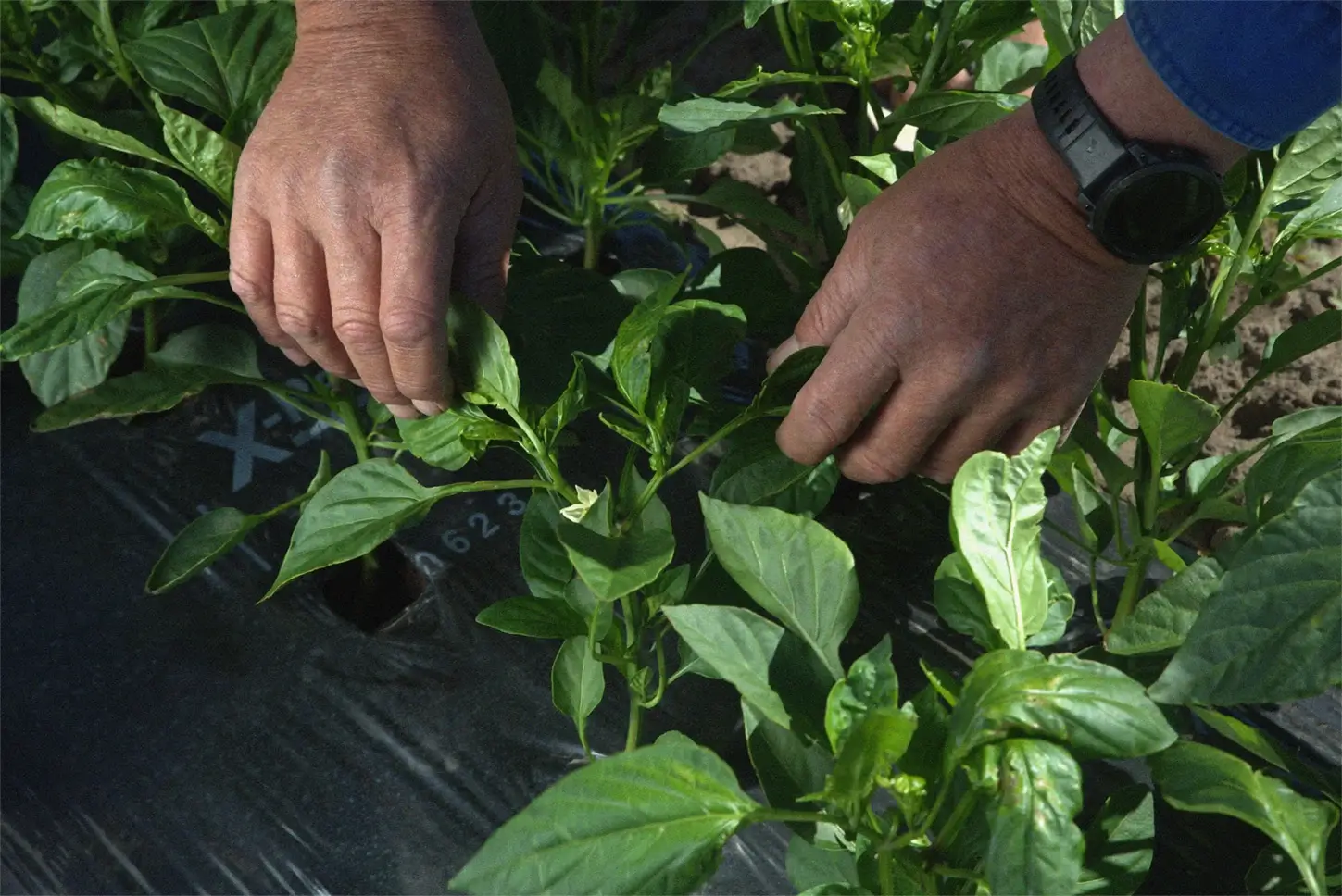 Farmers carefully tending to young capsicum seedlings in the field, taking time and care to nurture healthy growth for the season ahead.
