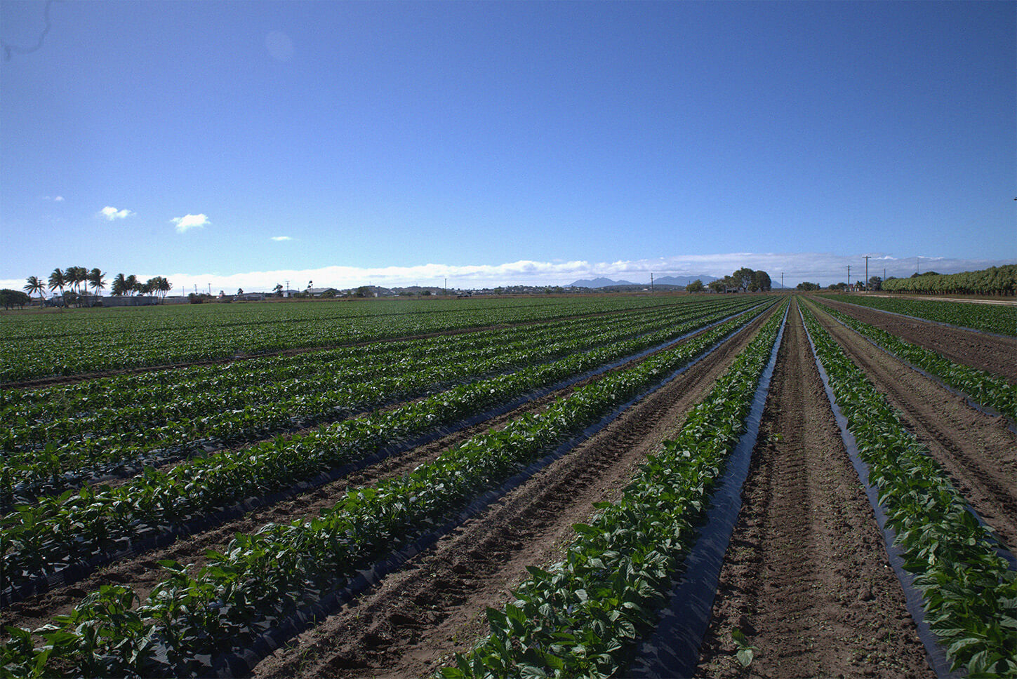 Rows of red capsicum plants growing on the farm under a clear blue Australian sky.