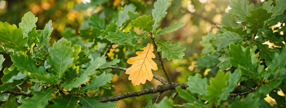 A branch of green summer leaves with one single leaf already turned gold.
