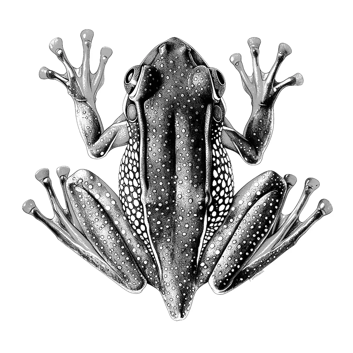 Frog Image