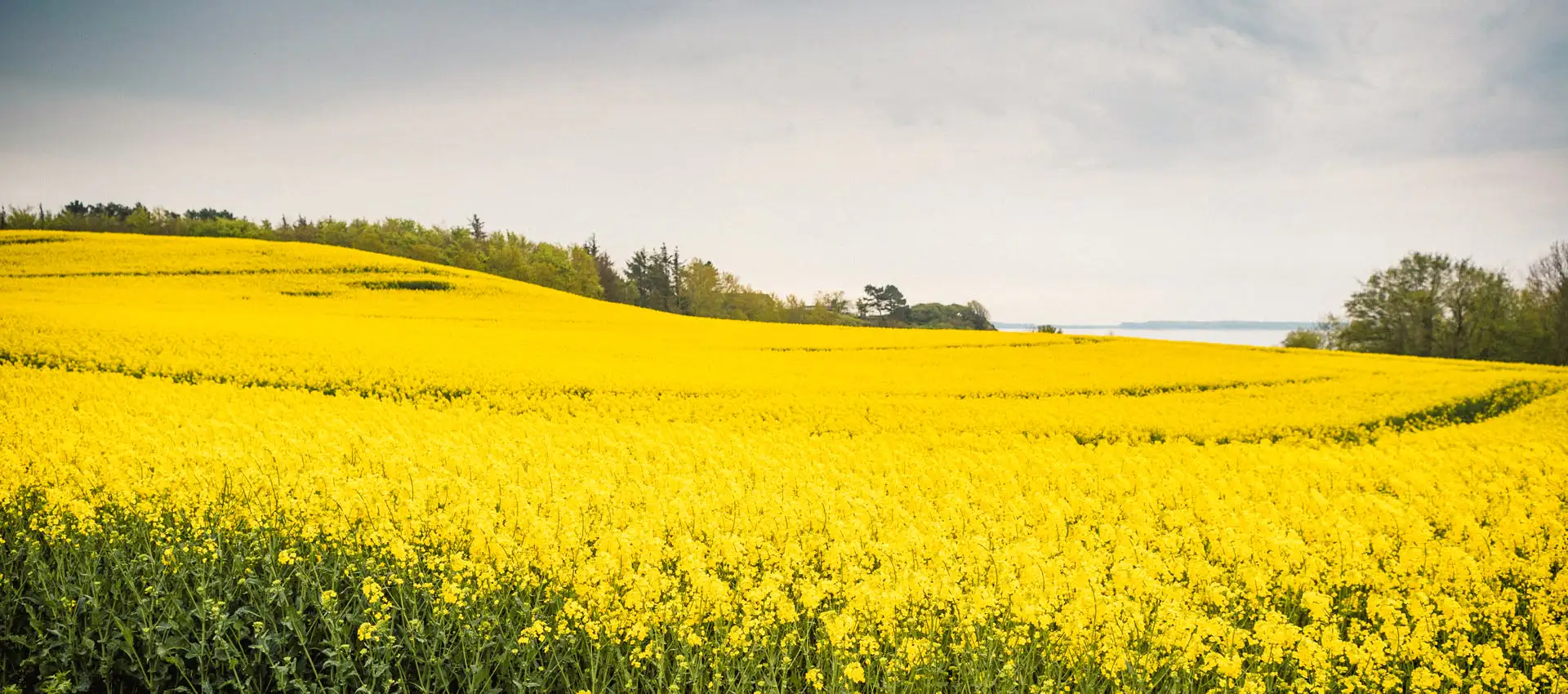 A field of yellow flowers with trees in the background.