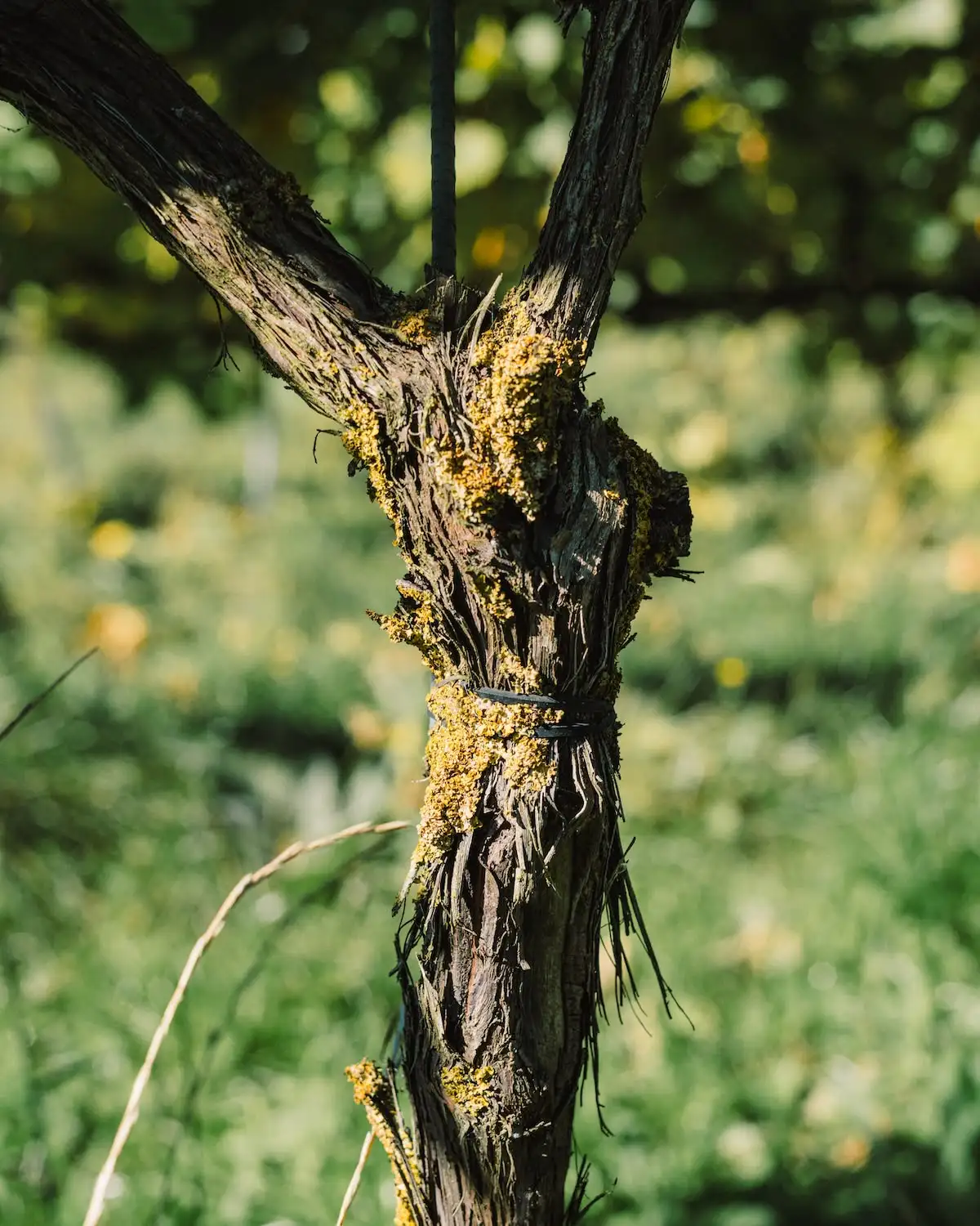 A close up of a tree with moss growing on it.