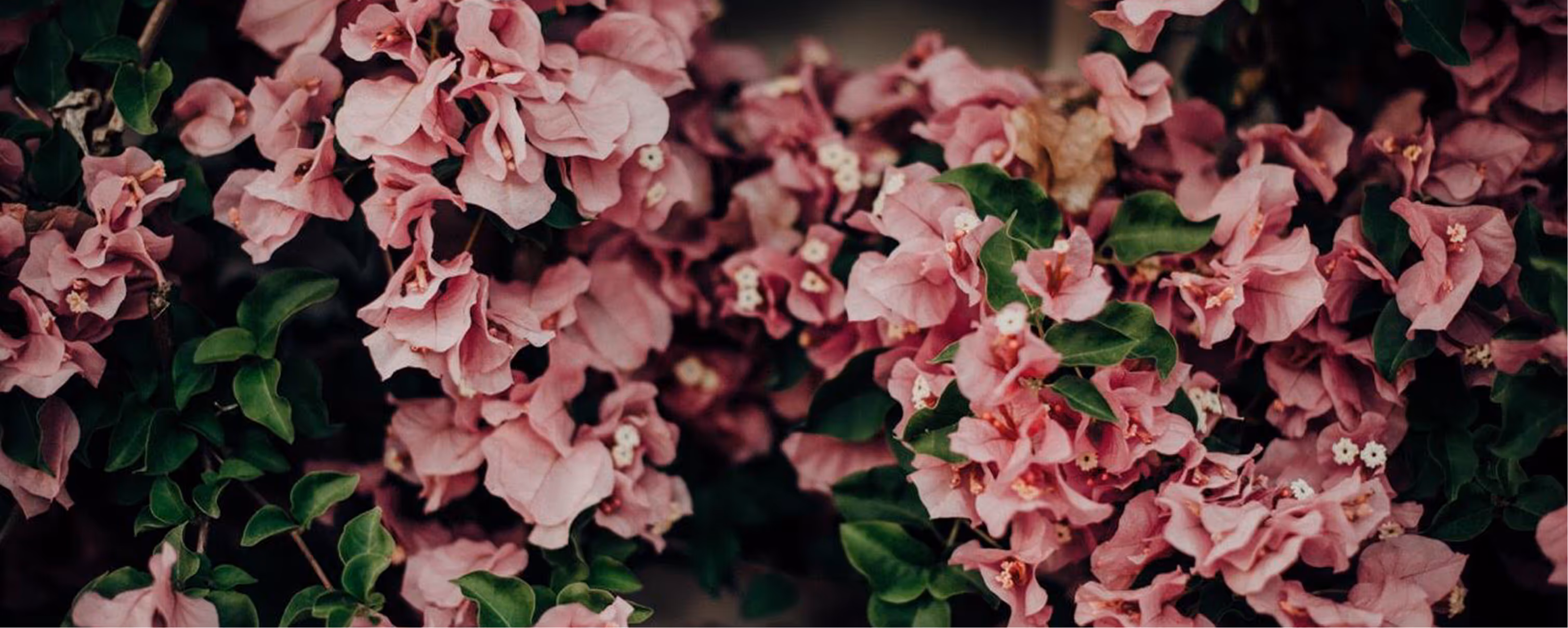 Una pared de flores.