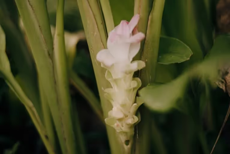 Curcuma y MTC 