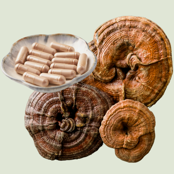 Reishi Mushroom Extract