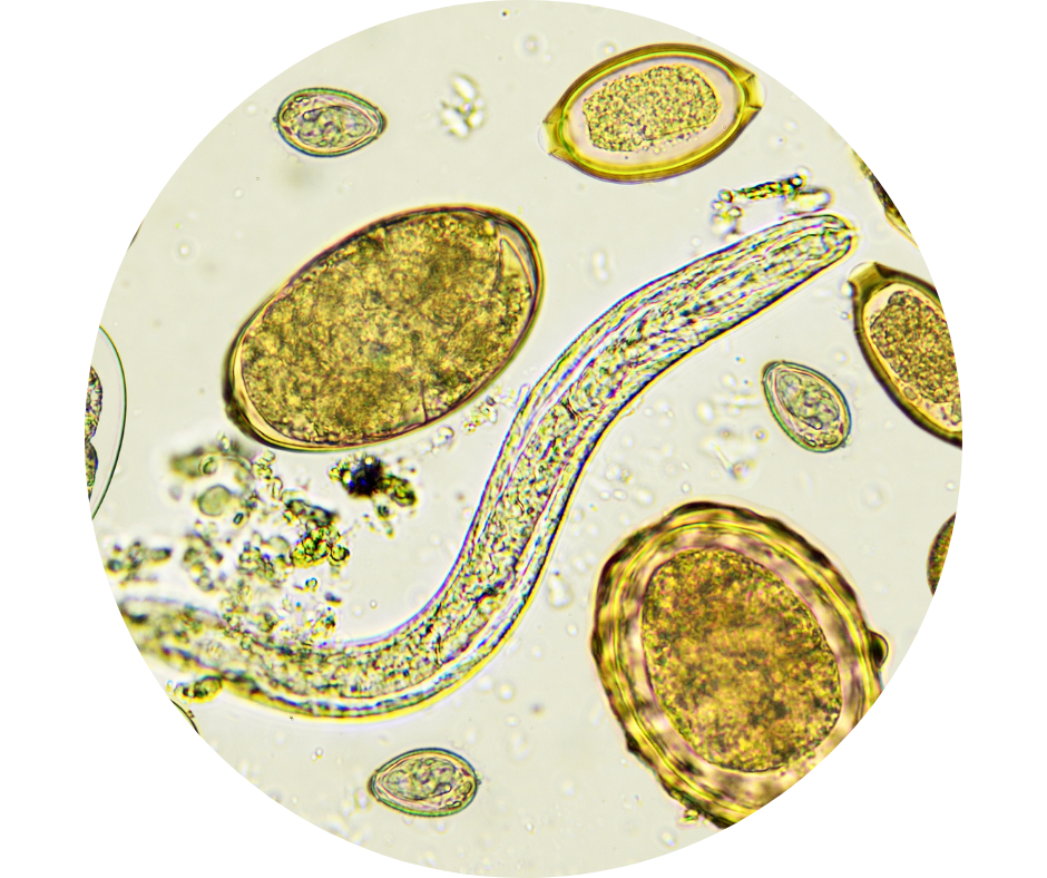 Mebendazole for Parasites
