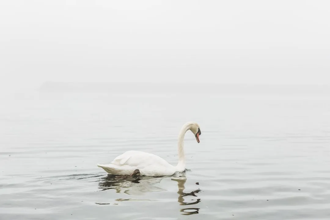 A peaceful swan on water in quiet reflection, symbolizing mournful thought.