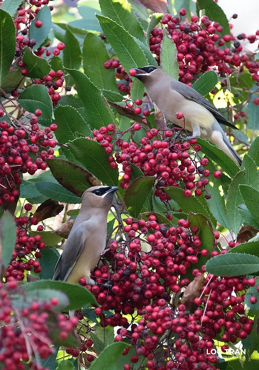 Cedar Waxwings &  Toyon Berries - photo by Loc Tran