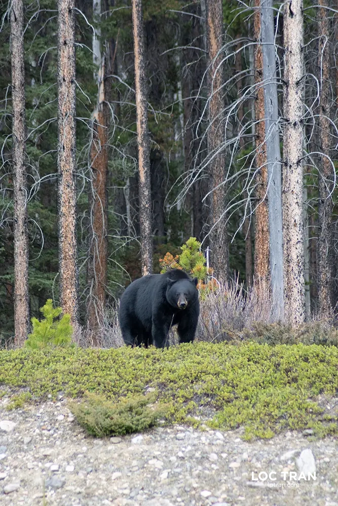 Black bear in Banff National Park, Canada - photo by Loc Tran.