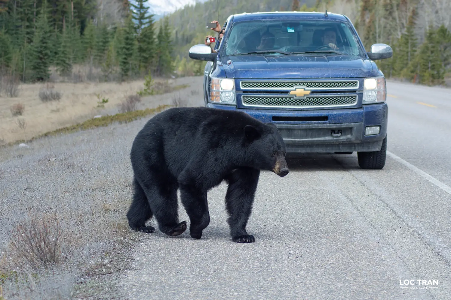 Black bear crossing the road in Banff National Park, Canada - photo by Loc Tran.