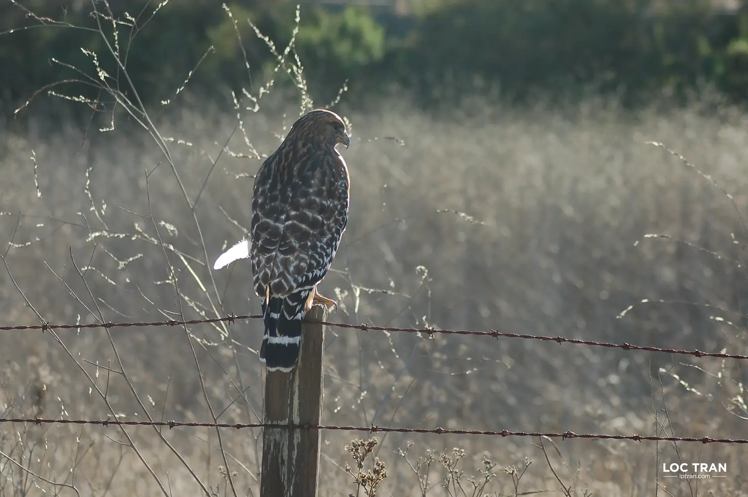 Red tail hawk - photo by Loc Tran.