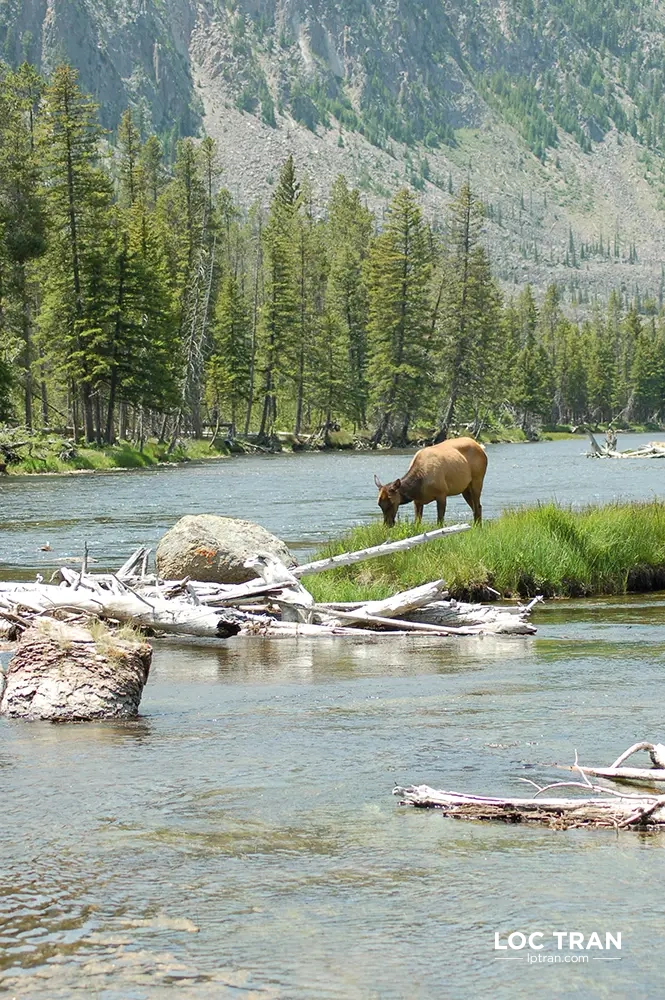Elk in Yellowstone river - photo by Loc Tran.