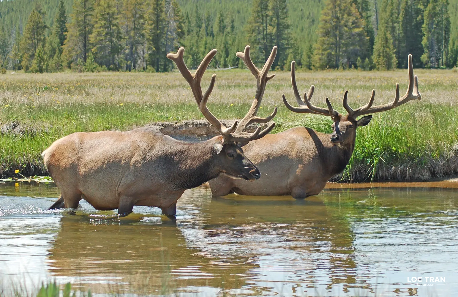 Elks in Yellowstone National Park - photo by Loc Tran.