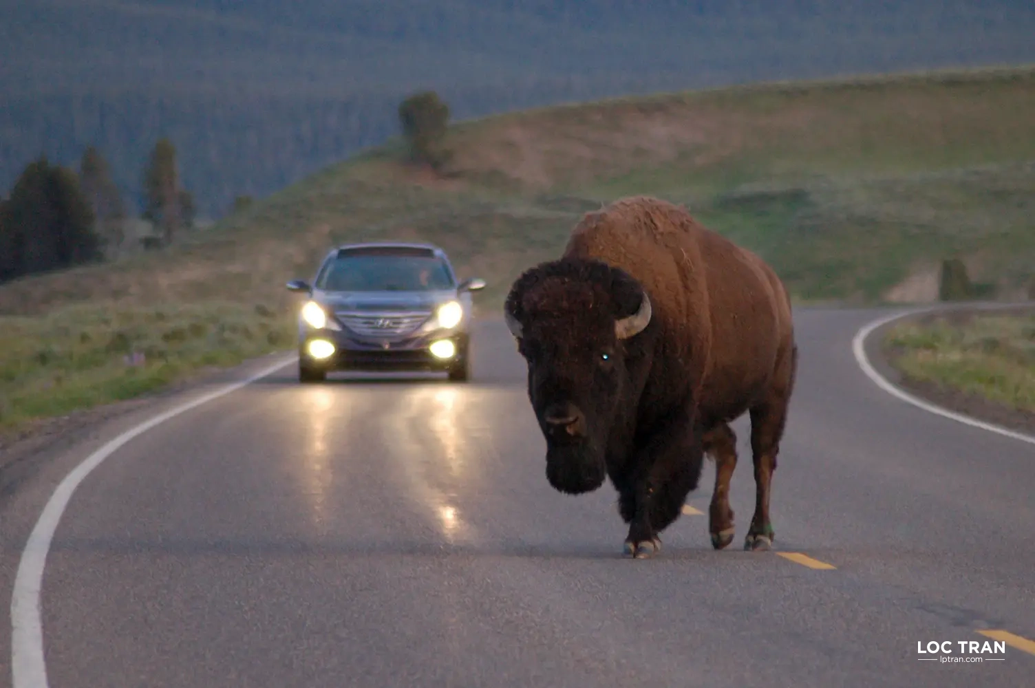 Bison crossing the road in Yellowstone National Park - photo by Loc Tran.