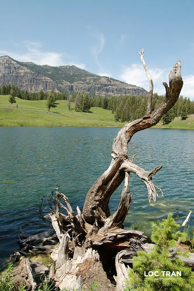 Trout Lake, Yellowstone National Park - photo by Loc Tran.