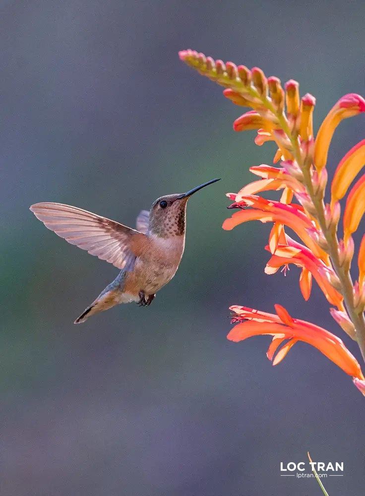 Hummingbird - photo by Loc Tran.