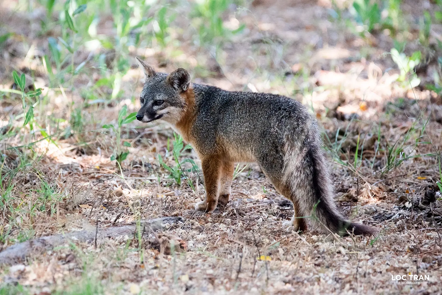 Channel Island fox - photo by Loc Tran.