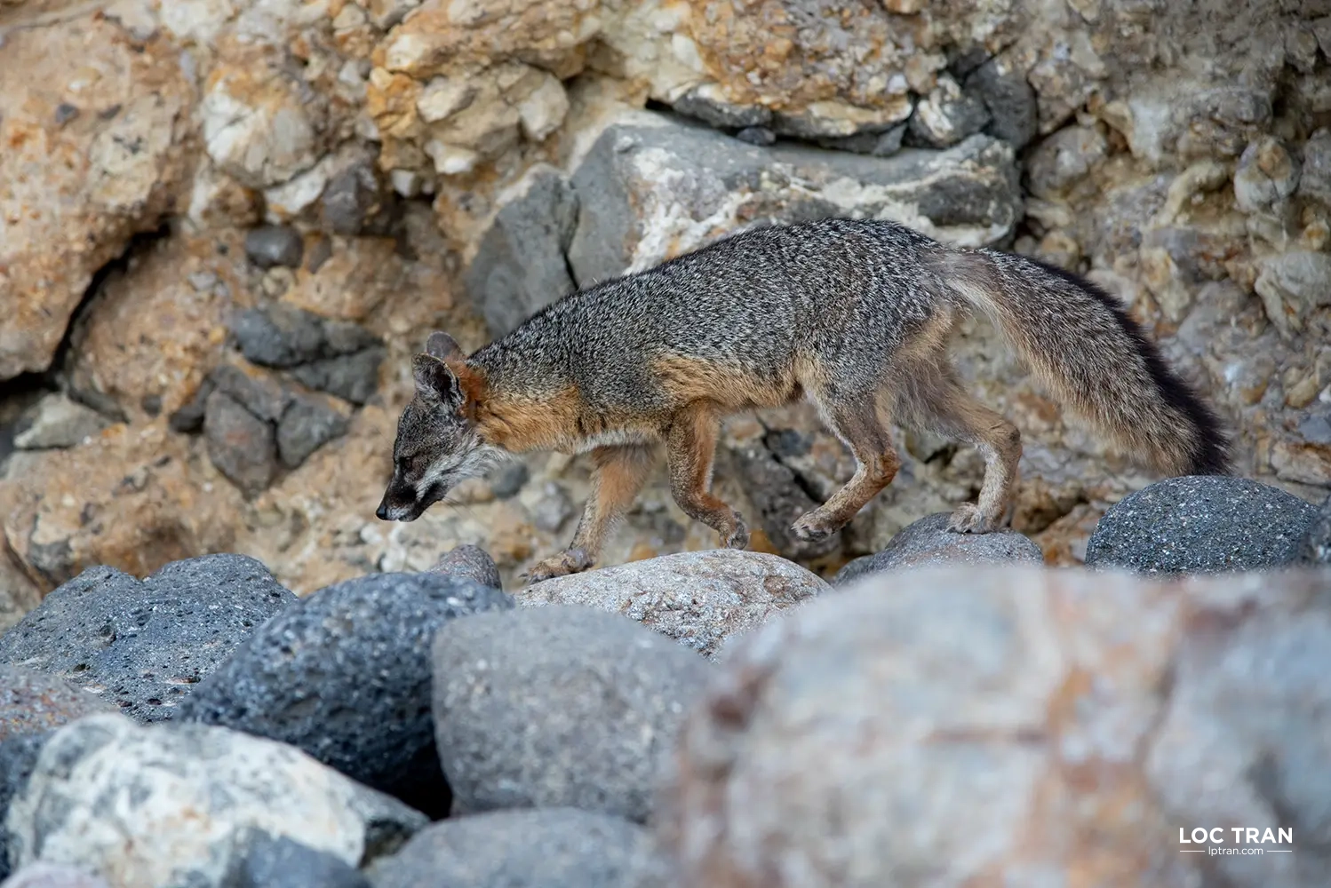 Channel Island fox - photo by Loc Tran.