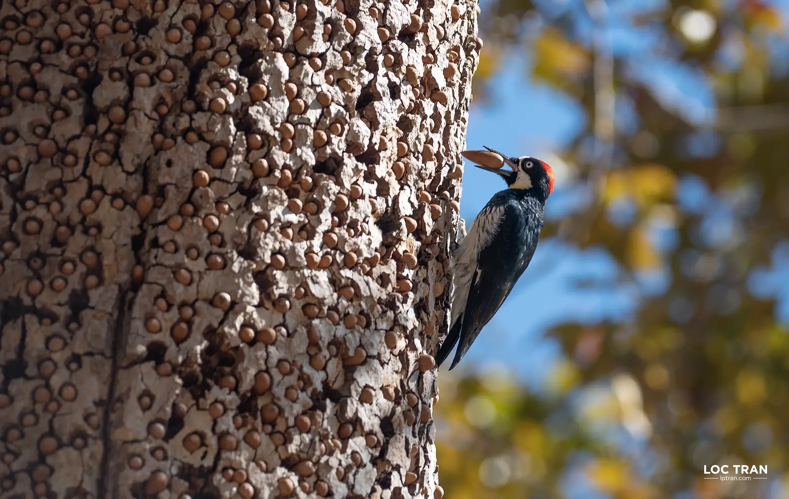 Acorn woodpecker - photo by Loc Tran.