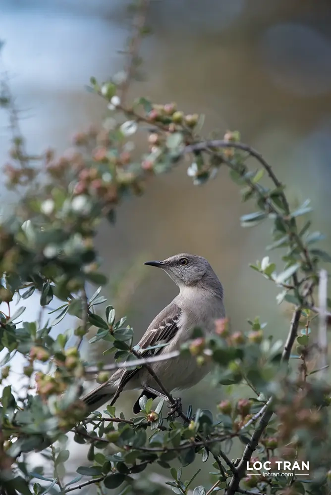 Mocking bird -photo by Loc Tran.