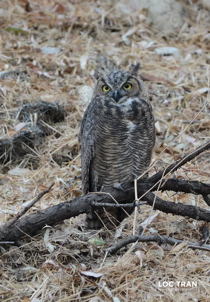 Great horned owl - photo by Loc Tran.