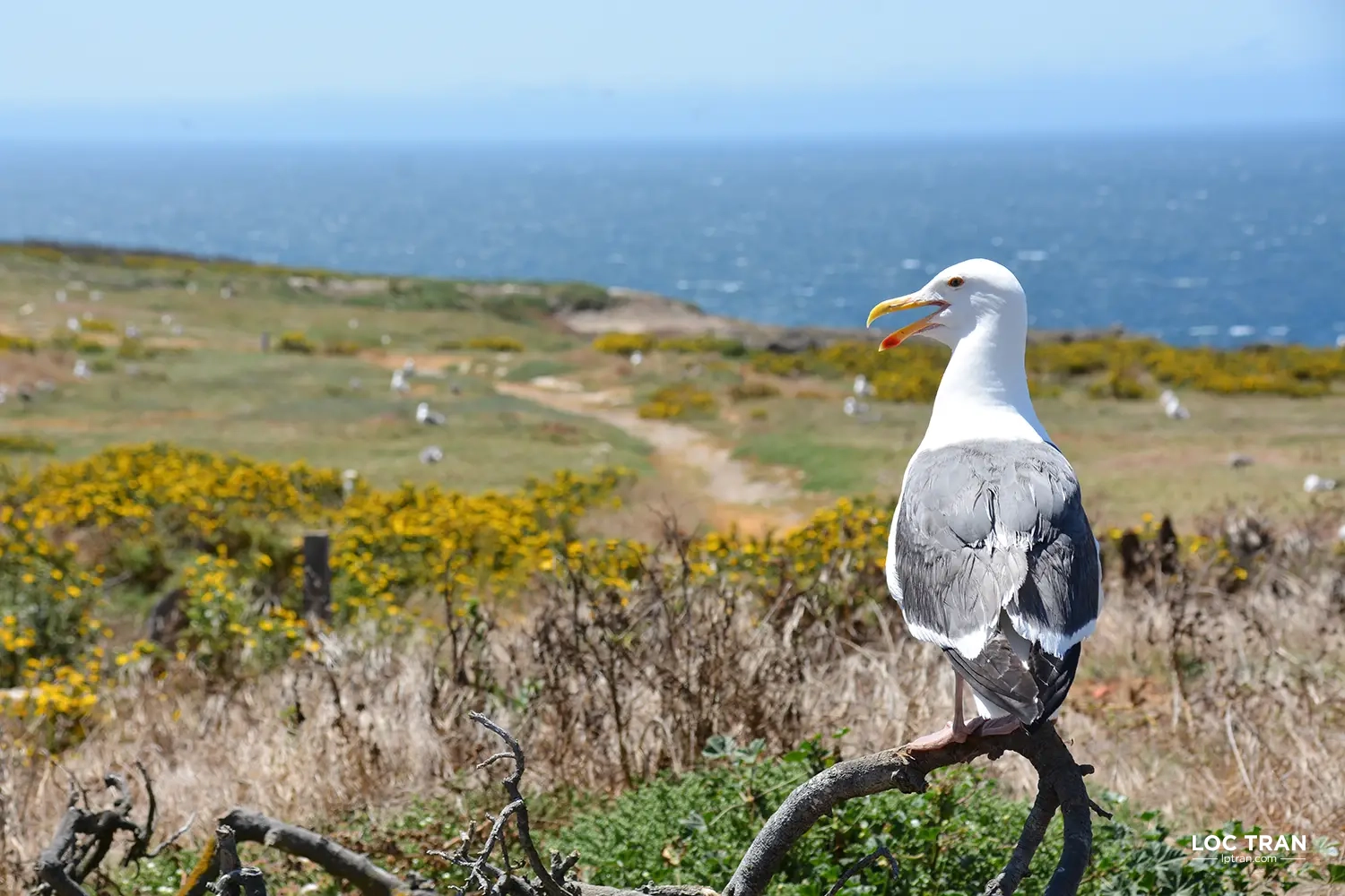 Western gull on Anacapa Island, Channel Islands National Park - photo by Loc Tran.