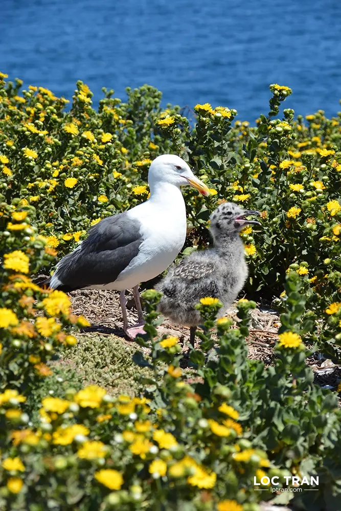 Western gulls on Anacapa Island, Channel Islands National Park - photo by Loc Tran.