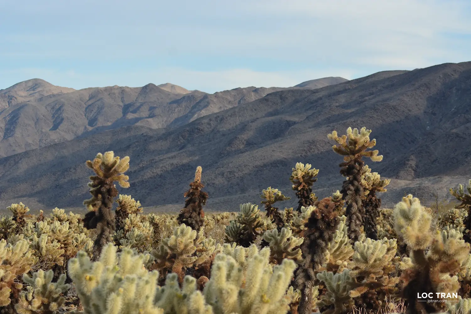 Cholla cactus garden, Joshua Tree National Park - photo by Loc Tran.
