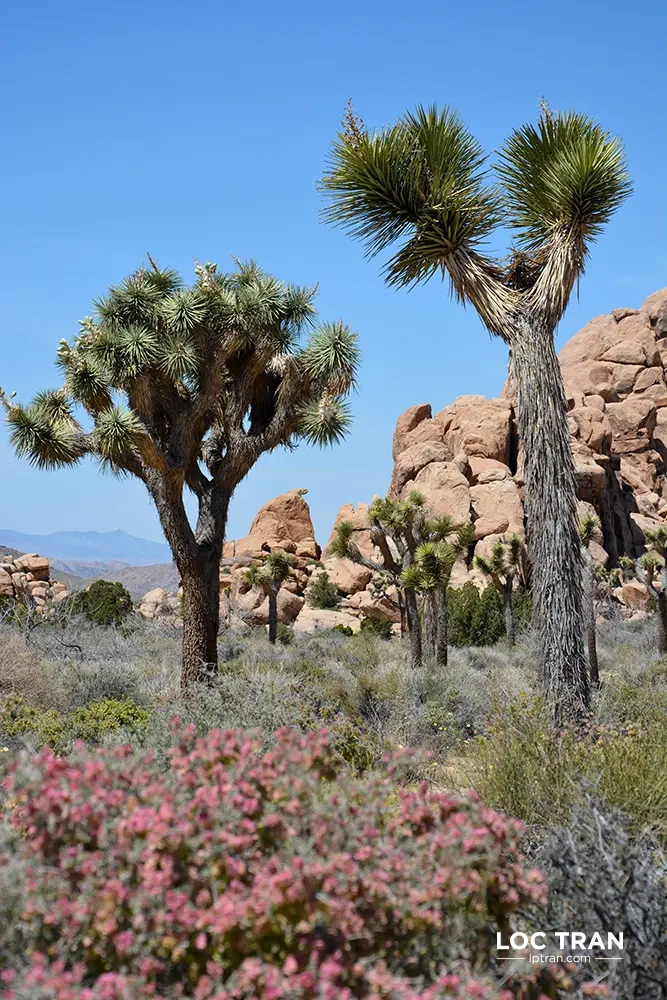 Joshua Tree National Park - photo by Loc Tran.