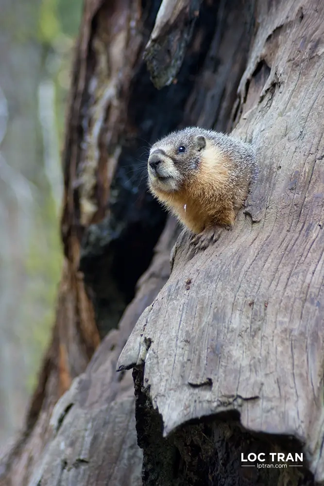 Marmot sticking its head out from its cave in a sequoia tree, Sequoia National Park - photo by Loc Tran.