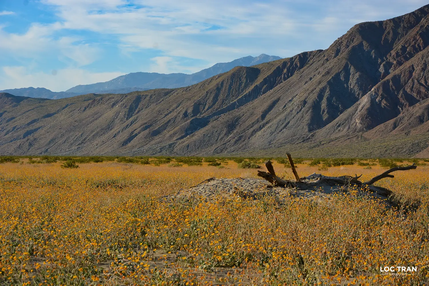 Anza-Borrego California Desert State Park - photo by Loc Tran.