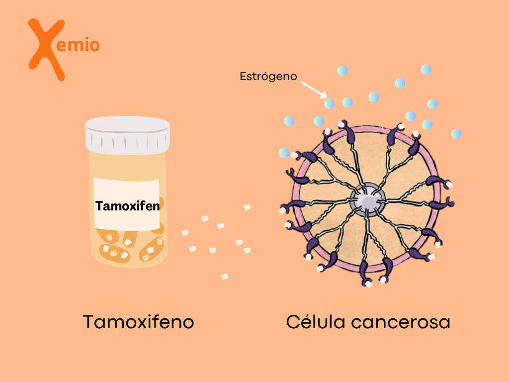 Inhibidores de la aromatasa: ¿Qué son y en qué se diferencian anastrozol, letrozol y exemestano?